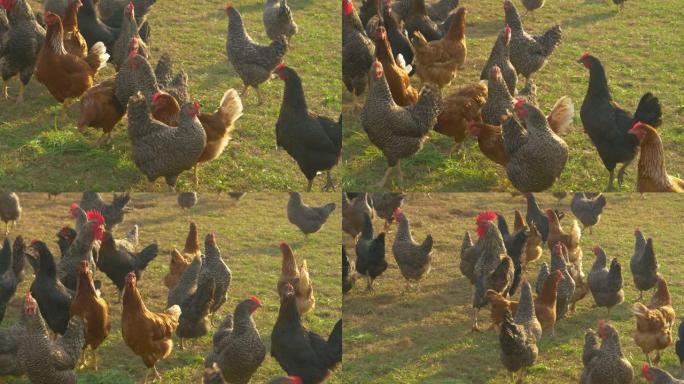 特写: 晴天，棕色和黑色的散养鸡在草地上漫游。