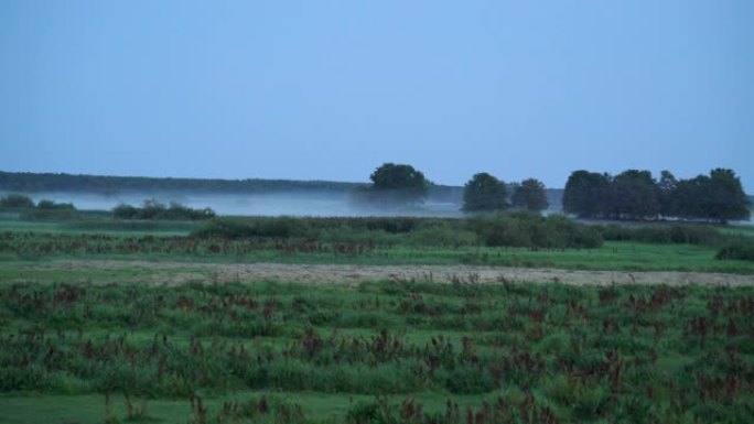 草地上有雾的早晨