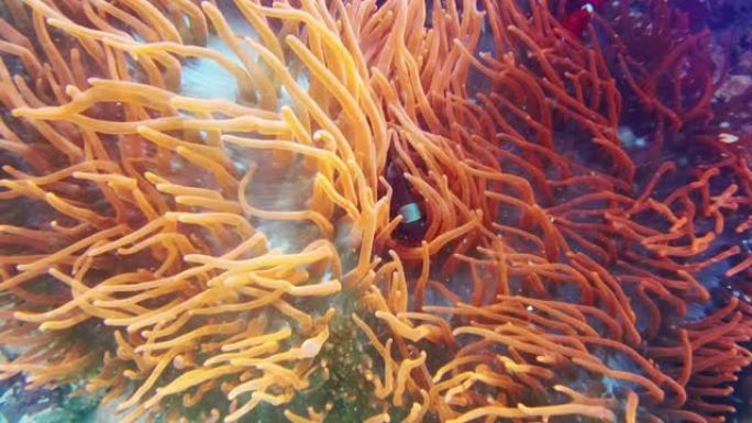 打电话回家的地方海底世界海洋生物探索小鱼
