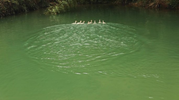 池塘里一群鸭子戏水