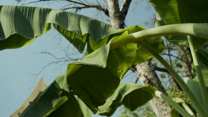 绿色香蕉叶在家芭蕉叶