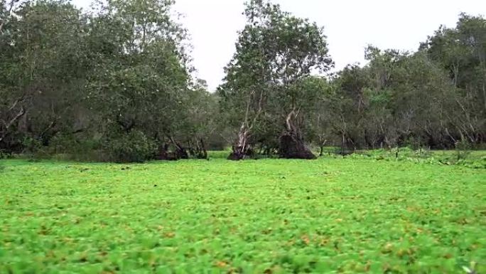 越南南部安江省静边区湄公河三角洲的旅游Tra Su Cajuput森林鸟类保护区的4k视频场景