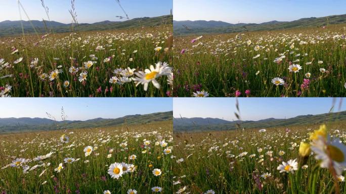 漫步在夏季草地，花田，欣赏雏菊，羽扇木和其他在风中挥舞的野花。Steadicam镜头，4K
