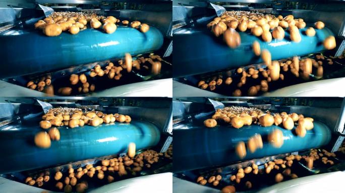 洗过的土豆在一家工厂的现代输送机上运输，从上面掉下来。