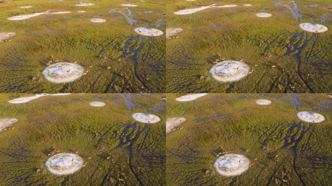 博茨瓦纳奥卡万戈三角洲沼泽中一群莱奇羚羊的空中平移视图