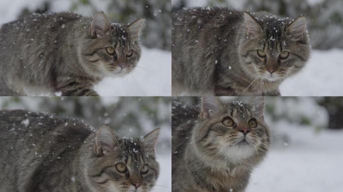 特写: 可爱的棕色虎斑猫在暴风雪中探索白雪皑皑的后院。