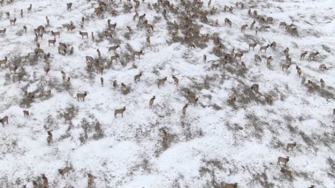 在冬季迁徙期间停止时，野鹿群上方的空中飞行
