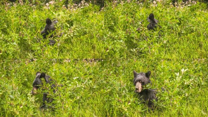 吃水牛浆果的野生黑熊