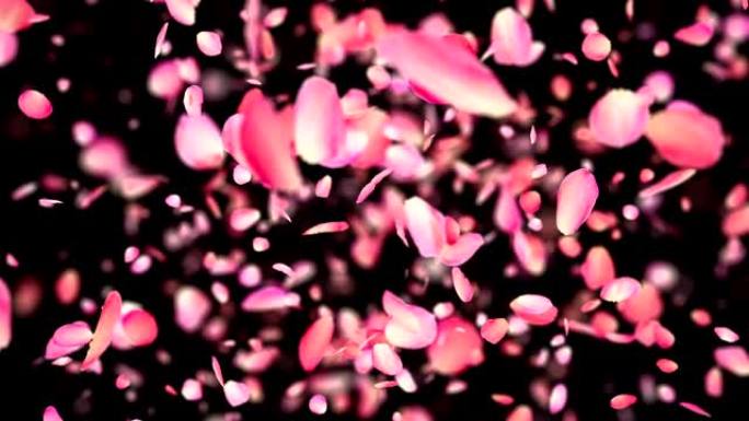 粉红色玫瑰花瓣在4k爆炸