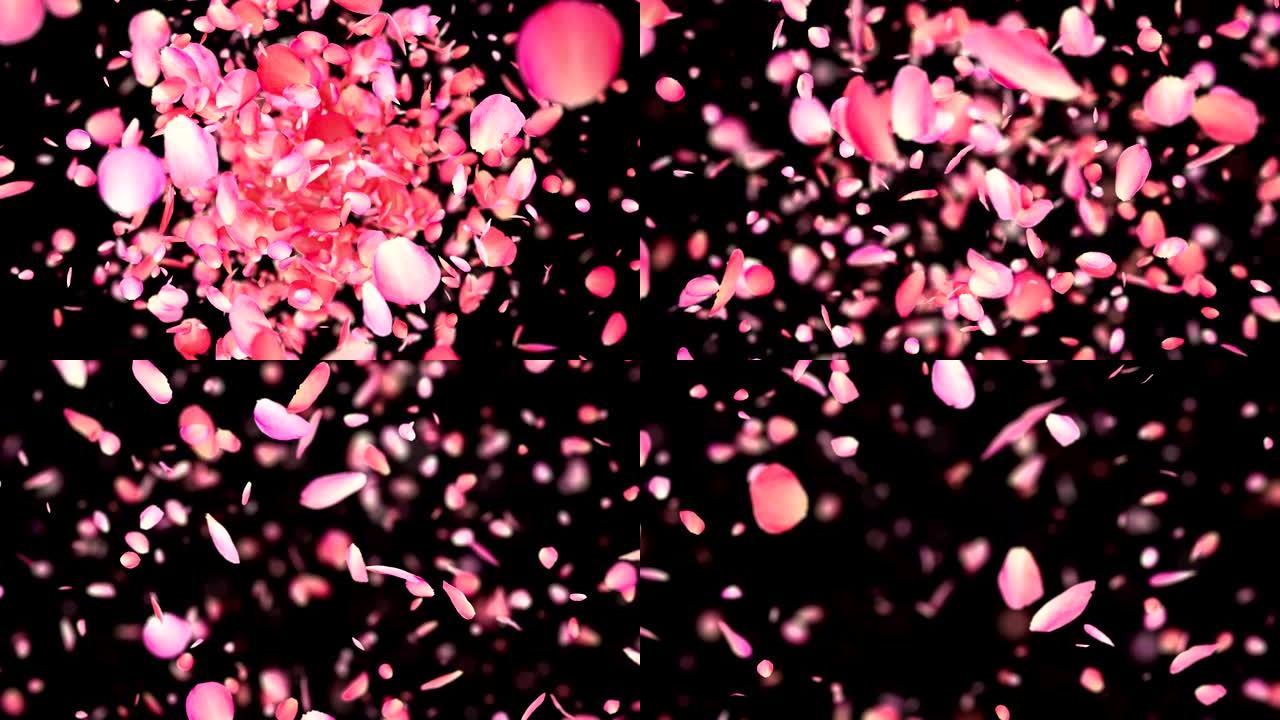 粉红色玫瑰花瓣在4k爆炸