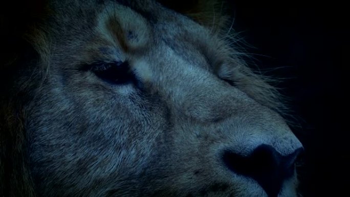 狮子在晚上眨眼