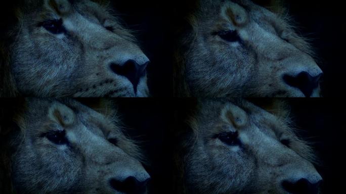 狮子在晚上眨眼