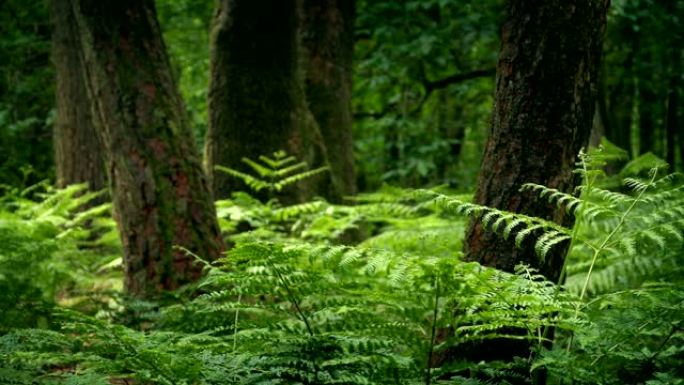 蕨类植物中生长着树木的夏季林地