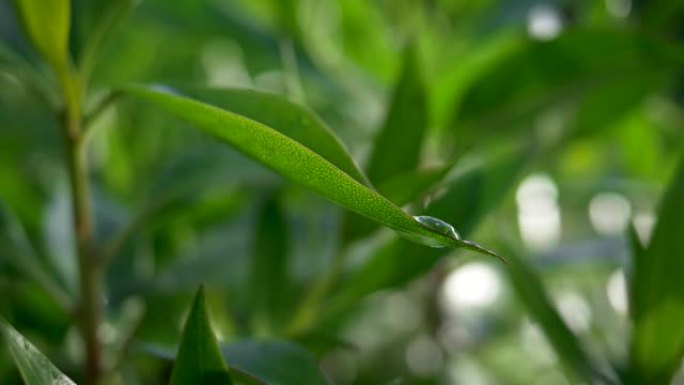 植物的绿叶因沉重的水滴从上面掉下来而挥舞。慢动作镜头