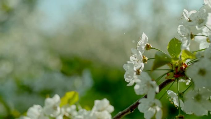 铜水滴落在白苹果花朵上