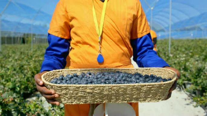 女工在蓝莓农场4k携带蓝莓