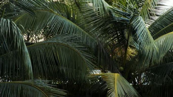 泰国椰子树的4k镜头