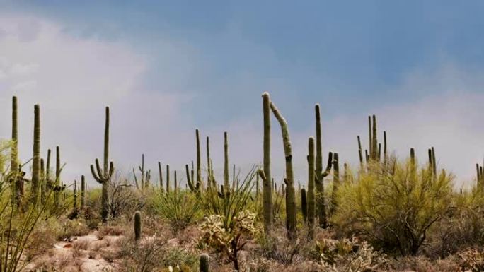惊人的大气背景拍摄的大仙人掌田在一个晴朗炎热的日子在美国亚利桑那州沙漠。