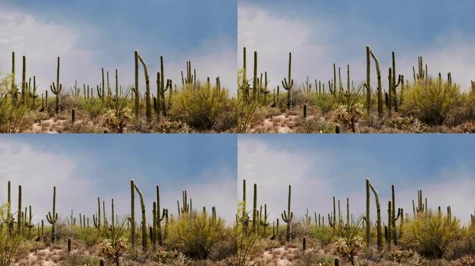 惊人的大气背景拍摄的大仙人掌田在一个晴朗炎热的日子在美国亚利桑那州沙漠。