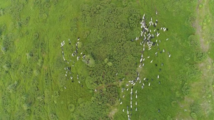 羊群在风景如画的山野上吃草