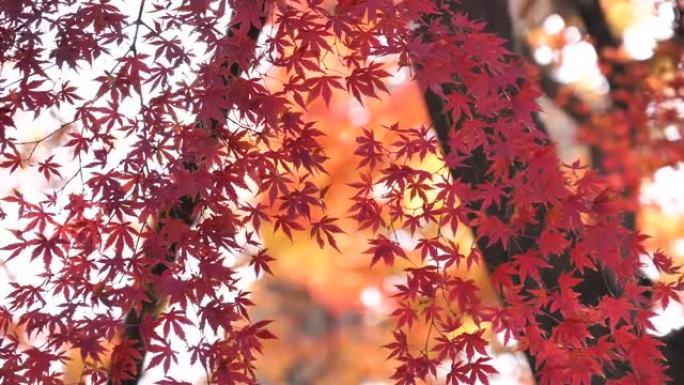 日本秋叶染红红叶树叶树枝茂密茂盛