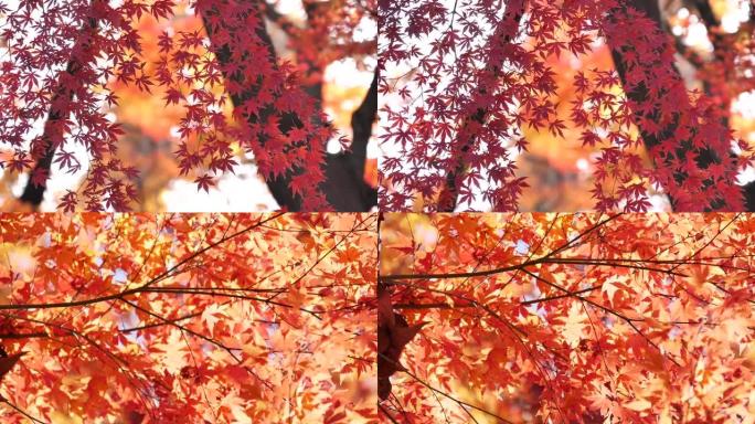 日本秋叶染红红叶树叶树枝茂密茂盛