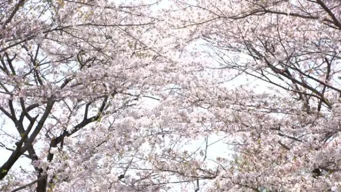 美丽的樱花，樱花，日本东京的春天