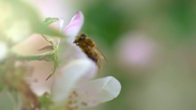 蜜蜂给苹果树花授粉，然后飞走。春天花上的蜜蜂特写镜头。慢动作