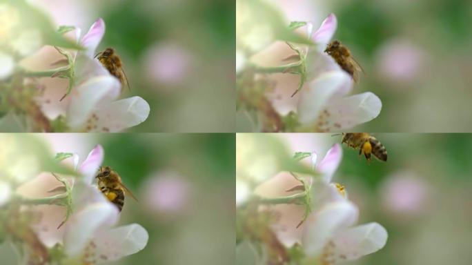 蜜蜂给苹果树花授粉，然后飞走。春天花上的蜜蜂特写镜头。慢动作