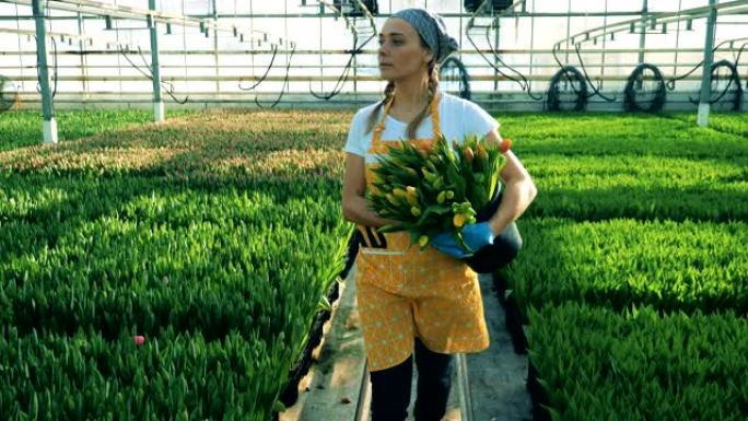 年轻的女人拿着一个装满郁金香的桶，温室工人。花卉苗圃温室