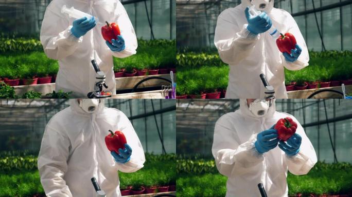 生物工程师正在将液体化学物质膨胀成红辣椒