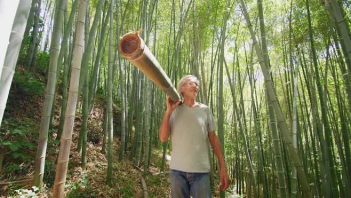控制森林中竹树的老年工人的慢动作用作可再生可持续能源和不同类型的生态友好型绿色产品