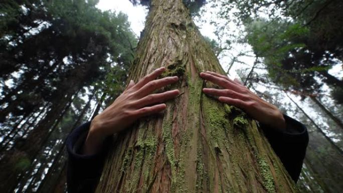 双手拥抱树干生态树林景色环抱大树