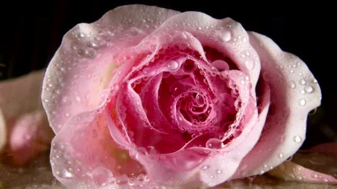 雨滴落在玫瑰上雨中的玫瑰花