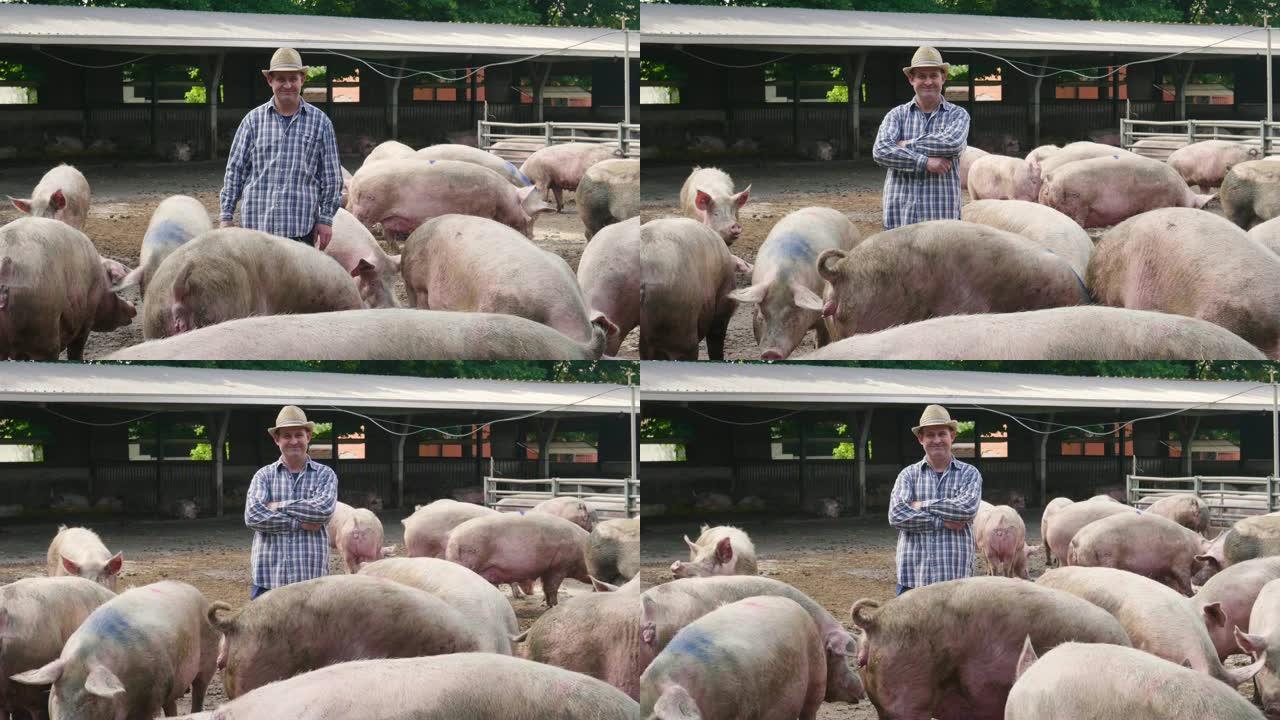 一位农夫小心翼翼地以生物方式饲养他的猪，只吃天然的东西，让它们生活在宽阔的绿地里。
