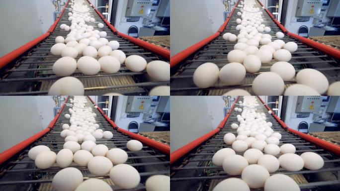 工厂输送机移动鸡蛋，特写。专用线将鸡蛋移到托盘中进行分类。