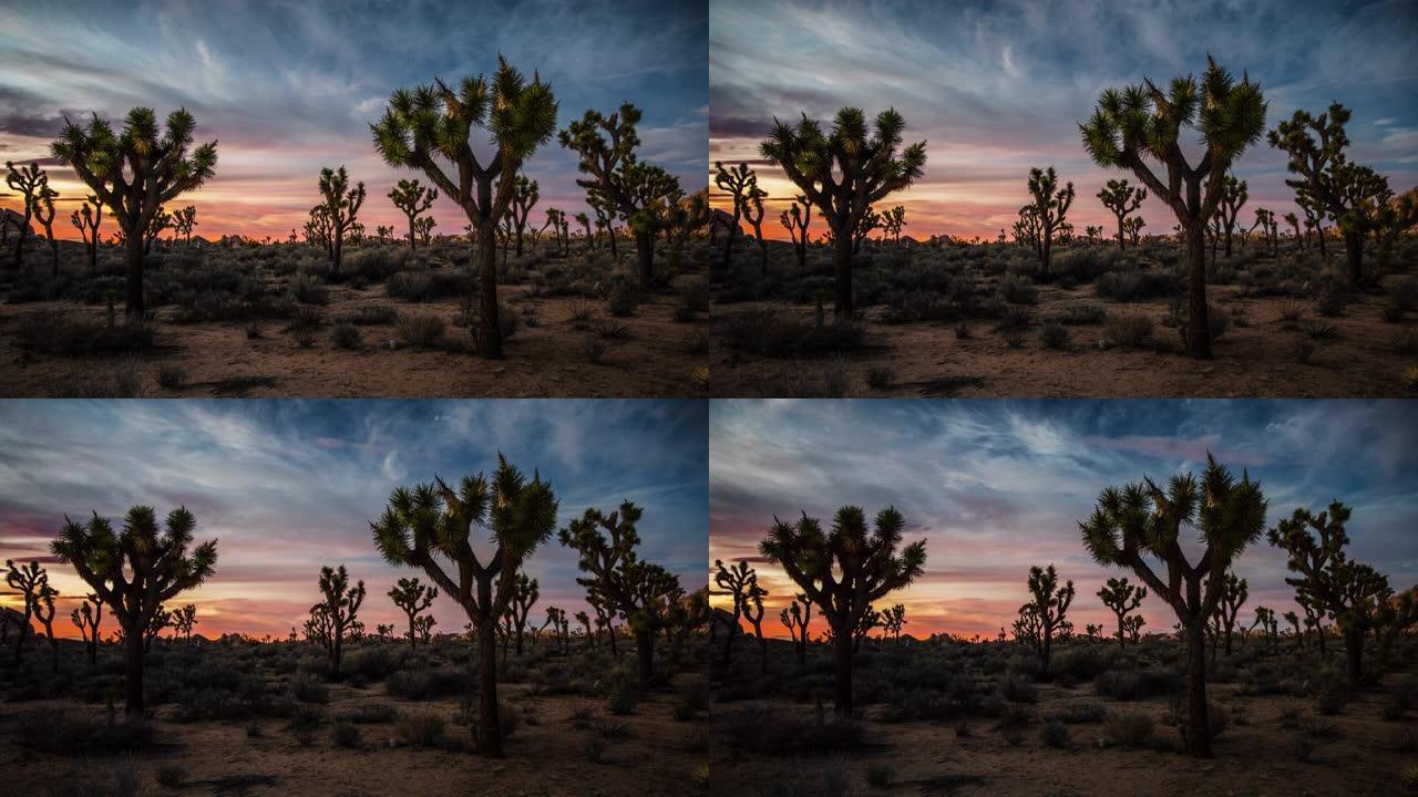 日落时的奥舒亚树沙漠景观