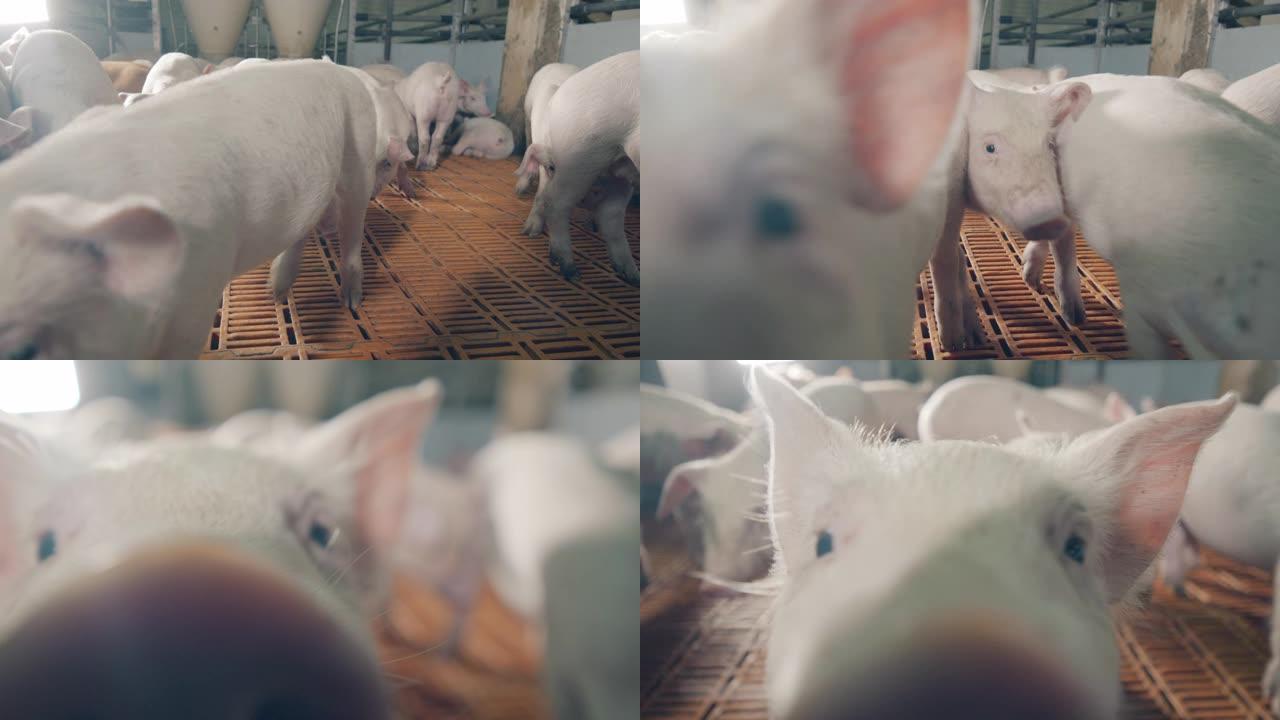 特写一只年轻的猪场嗅着相机。拥有许多猪的现代化养猪场。