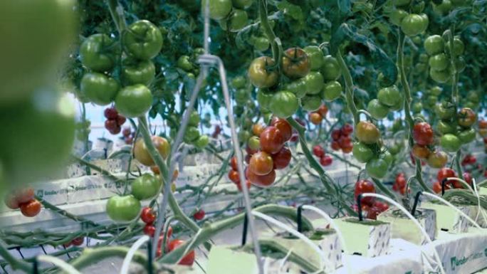 在绿色植物中种植的西红柿的总状花序