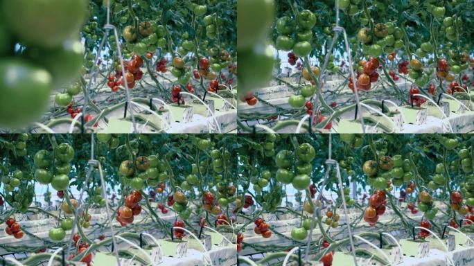 在绿色植物中种植的西红柿的总状花序