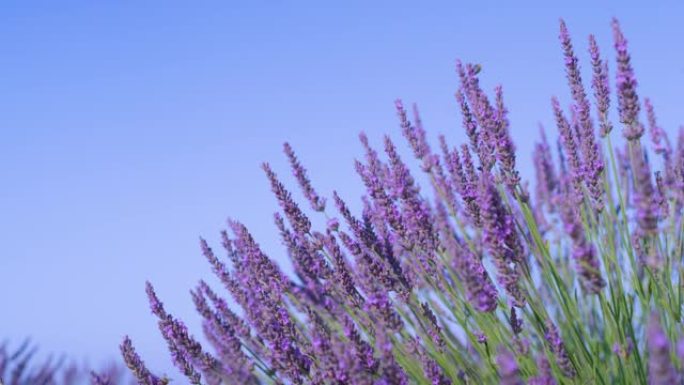 特写: 法国乡村完美天空下的薰衣草茎沙沙作响。