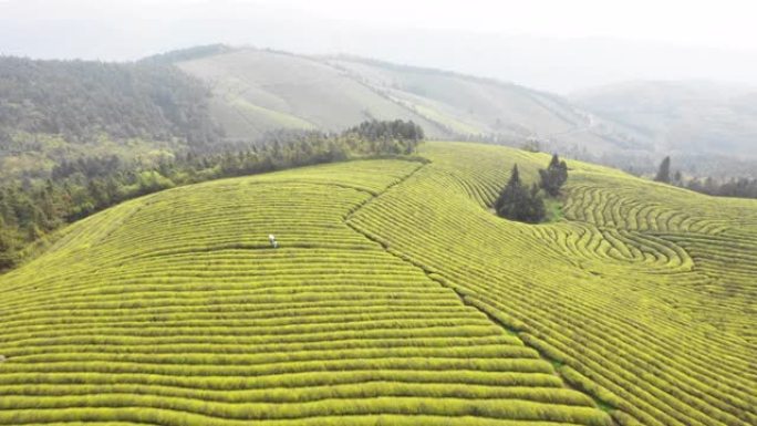 山上绿茶田的鸟瞰图