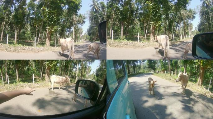MS汽车接近奶牛，阻塞了斯里兰卡的乡村道路