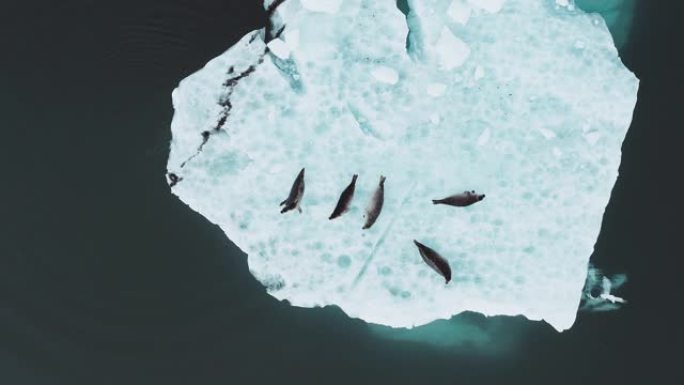 一块冰块上的海豹俯瞰栖息地停留