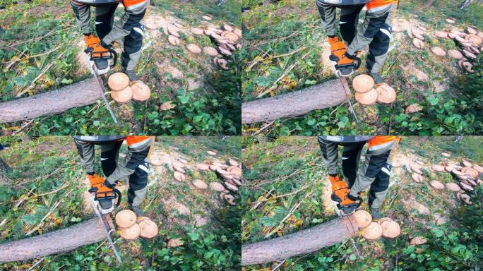 伐木工人正在将松树锯成圆形