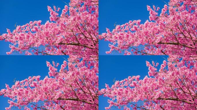 盛开的樱桃树烂漫花束鲜花
