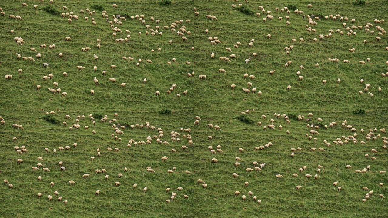 数十只蓬松的绵羊在草地上吃草，四处走动，吃着绿草