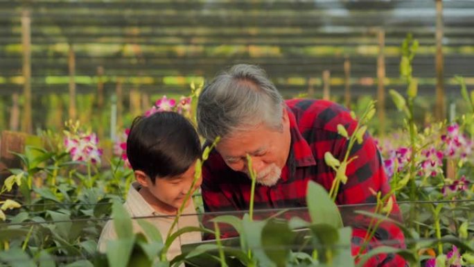 祖父和孙子看着花园的兰花和向兰花的教学信息。教育，家庭，人，春天，夏天，亚洲家庭，祖父母的爱。视频: