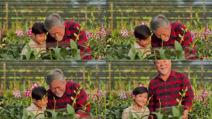 祖父和孙子看着花园的兰花和向兰花的教学信息。教育，家庭，人，春天，夏天，亚洲家庭，祖父母的爱。视频:
