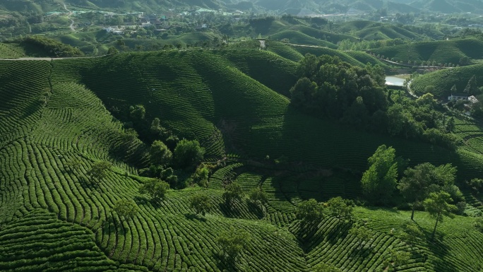 4K信阳茶山 信阳毛尖